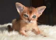 DSC_6154.JPG