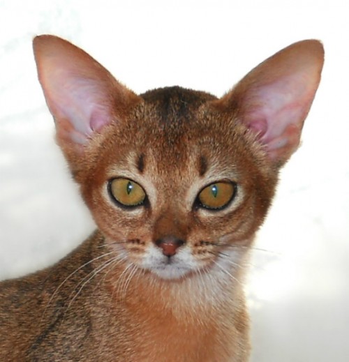 Bakkara