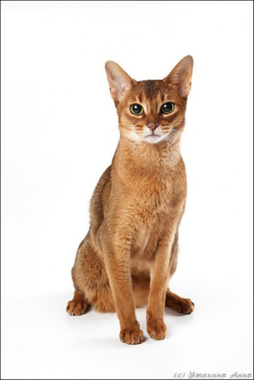 Highgaitpaw Face-to-Face (ABY n)